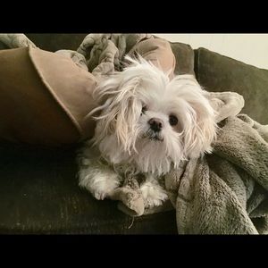 Meet your Posher, Lisa